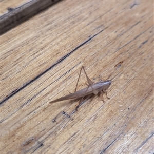 Unidentified Katydid (Tettigoniidae) at Weston, ACT by Miranda