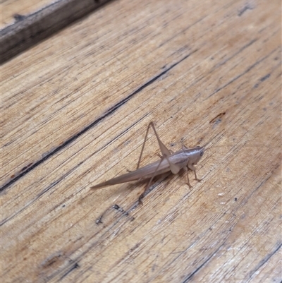 Conocephalus upoluensis (Meadow Katydid) at Weston, ACT - 26 Nov 2024 by Miranda