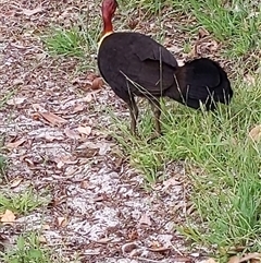 Alectura lathami (Australian Brush-turkey) at Forster, NSW - 27 Nov 2024 by PaperbarkNativeBees