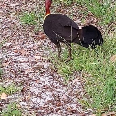 Alectura lathami (Australian Brush-turkey) at Forster, NSW - 27 Nov 2024 by PaperbarkNativeBees