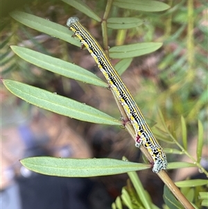 Chlenias banksiaria group at Rendezvous Creek, ACT - 27 Nov 2024