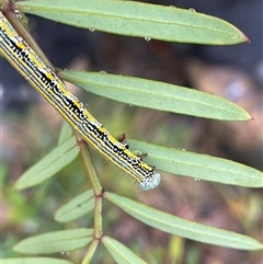 Chlenias banksiaria group at Rendezvous Creek, ACT - 27 Nov 2024