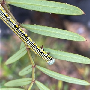 Chlenias banksiaria group at Rendezvous Creek, ACT - 27 Nov 2024