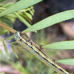 Chlenias banksiaria group at Rendezvous Creek, ACT - 27 Nov 2024