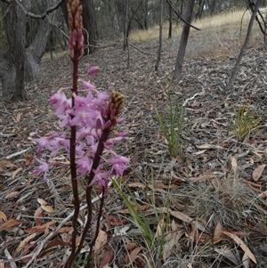 Dipodium roseum at Queanbeyan West, NSW - suppressed