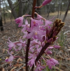 Dipodium roseum at Queanbeyan West, NSW - suppressed