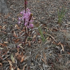 Dipodium roseum at Queanbeyan West, NSW - suppressed