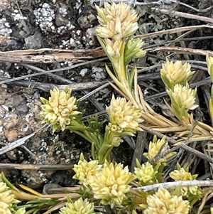 Scleranthus diander at Rendezvous Creek, ACT - 23 Nov 2024