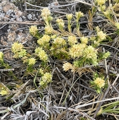 Scleranthus diander at Rendezvous Creek, ACT - 23 Nov 2024