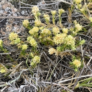 Scleranthus diander at Rendezvous Creek, ACT - 23 Nov 2024