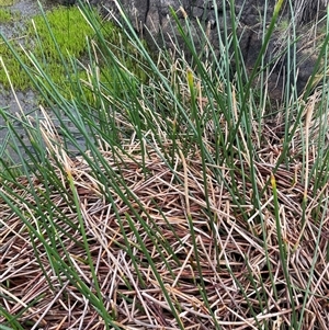 Eleocharis sphacelata (Tall Spike-rush) at Rendezvous Creek, ACT by JaneR