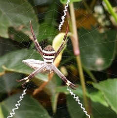 Argiope keyserlingi at Forster, NSW - 28 Nov 2024 by PaperbarkNativeBees