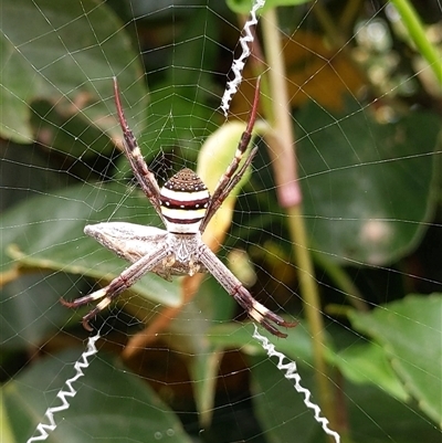 Argiope keyserlingi at Forster, NSW - 28 Nov 2024 by PaperbarkNativeBees