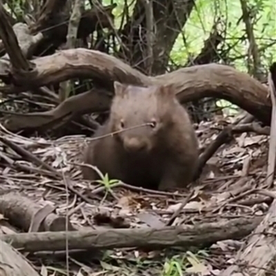 Vombatus ursinus (Bare-nosed Wombat) at Orangeville, NSW - 20 Feb 2024 by belleandjason