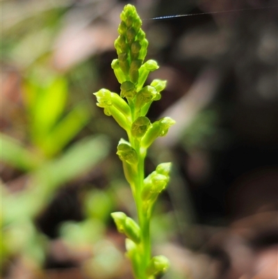 Microtis unifolia (Common Onion Orchid) at Marengo, NSW - 26 Nov 2024 by Csteele4