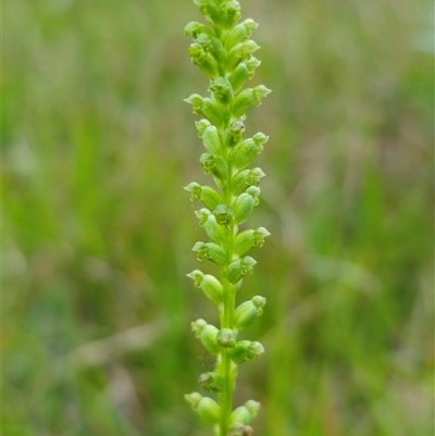 Microtis unifolia (Common Onion Orchid) at Dundurrabin, NSW - 26 Nov 2024 by Csteele4