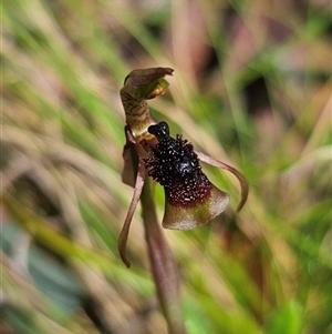 Chiloglottis sphaerula (Globular Wasp Orchid) at Marengo, NSW by Csteele4