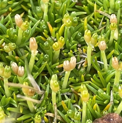 Scleranthus biflorus (Twin-flower Knawel) at Rendezvous Creek, ACT - 23 Nov 2024 by JaneR