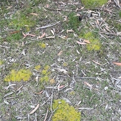 Scleranthus biflorus at Rendezvous Creek, ACT - 23 Nov 2024