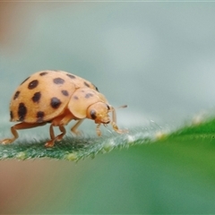 Epilachna sumbana (A Leaf-eating Ladybird) at Kaleen, ACT - 26 Nov 2024 by rubicon