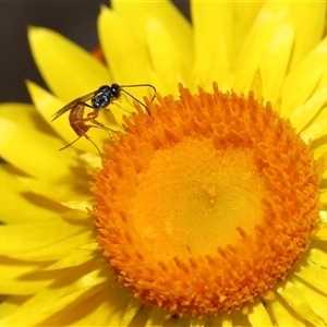 Ichneumonoidea (Superfamily) (A species of parasitic wasp) at Acton, ACT by TimL