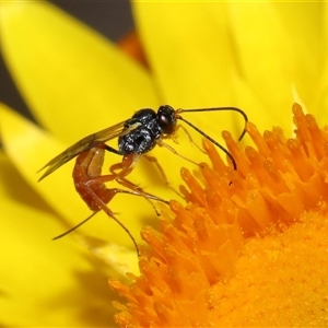 Ichneumonoidea (Superfamily) at Acton, ACT - 27 Nov 2024 11:12 AM