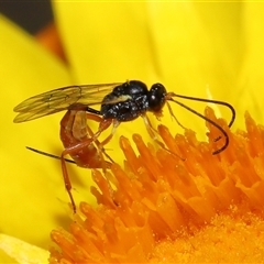 Ichneumonoidea (Superfamily) at Acton, ACT - 27 Nov 2024 11:12 AM