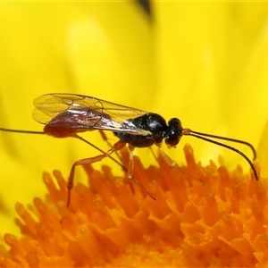 Ichneumonoidea (Superfamily) at Acton, ACT - 27 Nov 2024 11:12 AM