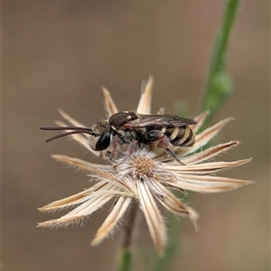 Lipotriches (Austronomia) phanerura at Holder, ACT - 28 Nov 2024 09:05 AM