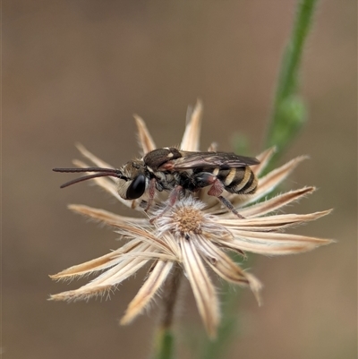 Lipotriches (Austronomia) phanerura (Halictid Bee) at Holder, ACT - 28 Nov 2024 by Miranda