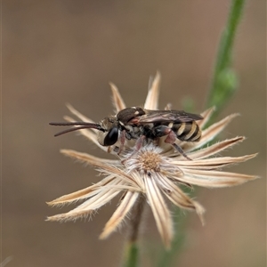 Lipotriches (Austronomia) phanerura at Holder, ACT - 28 Nov 2024 09:05 AM