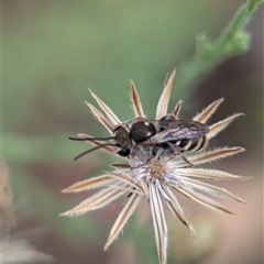 Lipotriches (Austronomia) phanerura at Holder, ACT - 28 Nov 2024 09:05 AM