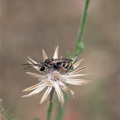 Lipotriches (Austronomia) phanerura at Holder, ACT - 28 Nov 2024 09:05 AM