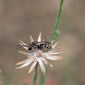 Lipotriches (Austronomia) phanerura at Holder, ACT - 28 Nov 2024