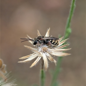 Lipotriches (Austronomia) phanerura at Holder, ACT - 28 Nov 2024 09:05 AM