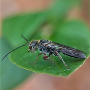 Eirone sp. (genus) (A flower wasp) at Holder, ACT by Miranda