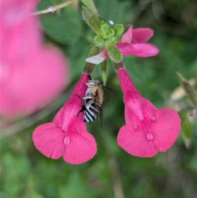 Amegilla (Zonamegilla) asserta (Blue Banded Bee) at Holder, ACT - 26 Nov 2024 by Miranda