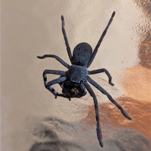 Isopedella pessleri (A huntsman spider) at Holder, ACT by Miranda