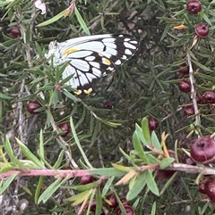 Belenois java (Caper White) at Mittagong, NSW - 27 Nov 2024 by Span102