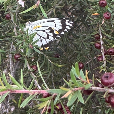 Belenois java (Caper White) at Mittagong, NSW - 27 Nov 2024 by Span102