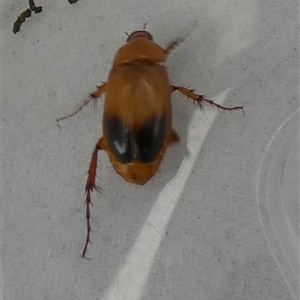 Phyllotocus macleayi at Borough, NSW - suppressed