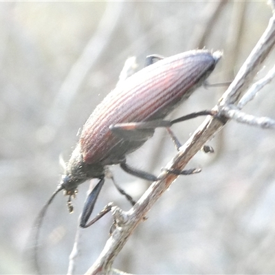 Homotrysis cisteloides (Darkling beetle) at Belconnen, ACT - 16 Nov 2024 by JohnGiacon