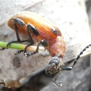 Ecnolagria grandis at Belconnen, ACT - 17 Nov 2024