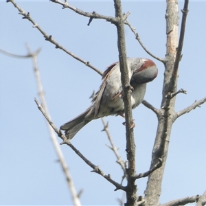 Passer domesticus at Belconnen, ACT - 17 Nov 2024