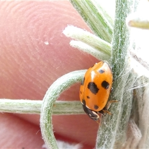 Hippodamia variegata at Belconnen, ACT - 17 Nov 2024 07:53 AM