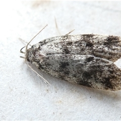 Barea (genus) (A concealer moth) at Belconnen, ACT - 25 Nov 2024 by JohnGiacon