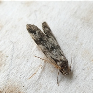 Barea (genus) at Belconnen, ACT - 26 Nov 2024 07:33 AM