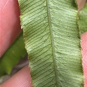 Blechnum wattsii (Hard Water Fern) at Twelve Mile Peg, NSW by lbradley