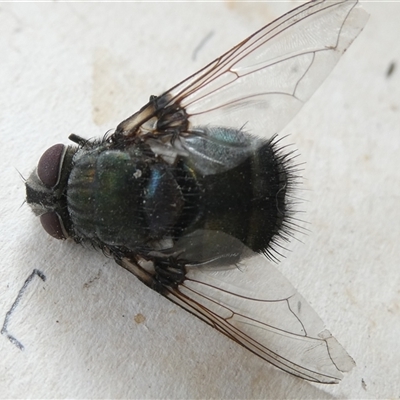 Calliphora vicina (European bluebottle) at Belconnen, ACT - 25 Nov 2024 by JohnGiacon