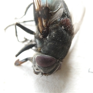 Calliphora vicina at Belconnen, ACT - 26 Nov 2024 07:59 AM